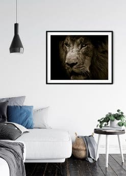 Closeup Scarred Lion