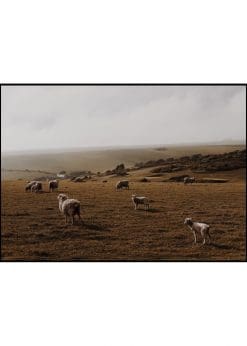 Countryside Sheep