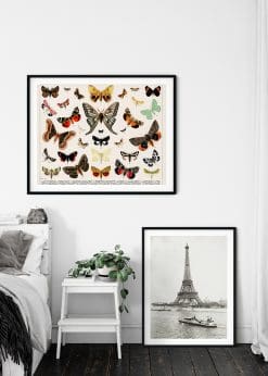 Collage of Beautifull Butterflies and Moths