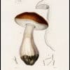 Porcini Mushroom Vintage