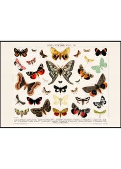 Collage of Beautifull Butterflies and Moths