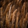 Mature Wheat Fields
