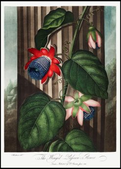 The Winged Passion-Flower Vintage