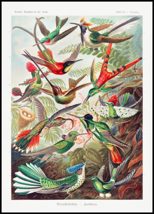 Birds of Paradise Vintage