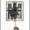 Olive Tree and Window