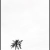White Sky and One Palm Tree