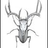 Mr Stag Beetle by Sanna Wieslander
