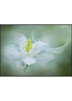 Mystical White Flower