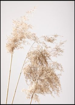 Reed Grass nr. 3