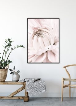 Pale Pink Chrysantemum nr. 5